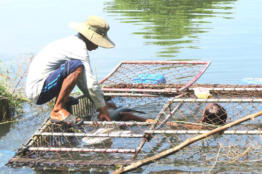 Thừa Thiên-Huế: Cá lồng nuôi đột ngột chết bất thường