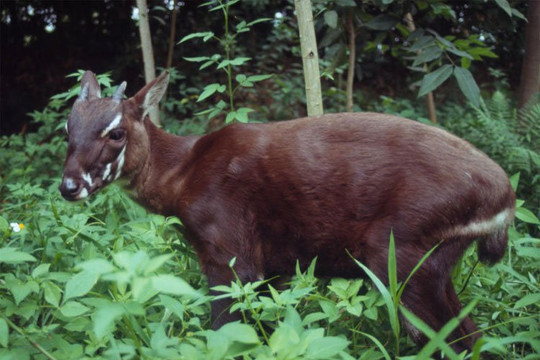 Thiết lập chương trình nhân giống Sao la tại Vườn quốc gia Bạch Mã