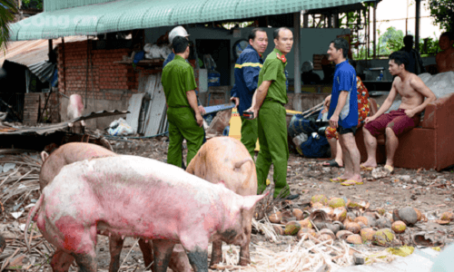 TP.Hồ Chí Minh: “Bà hỏa” ghé thăm trang  trại nuôi lợn