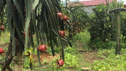 Điện Biên: Nông dân làm giàu nhờ trồng cây ăn quả