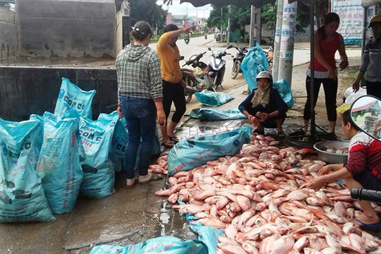 Kon Tum: Hơn 100 tấn cá nuôi lồng chết trên hồ thủy điện
