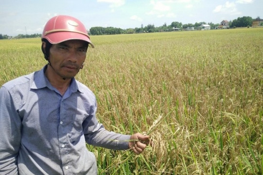 Hà Tĩnh:  Gần 34 tỷ đồng được trích hỗ trợ nông dân mất mùa