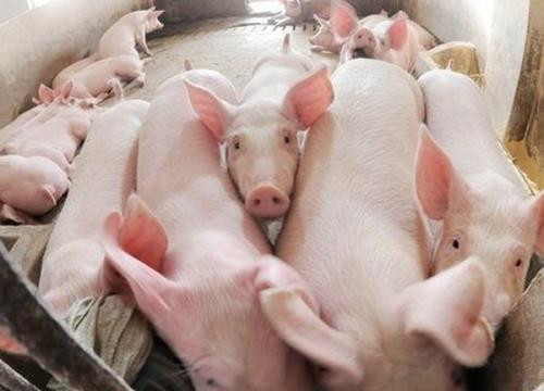 Người chăn nuôi cần bình tĩnh khi giá lợn tăng trở lại