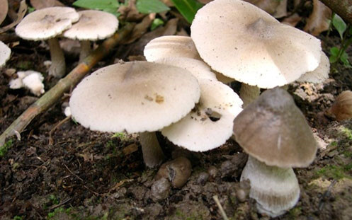 Sơn La: 13 người bị ngộ độc do ăn nấm tự nhiên trong vườn