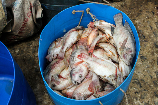Phú Thọ: Hơn 150 tấn cá chết trên sông Đà