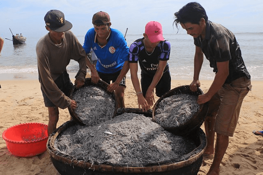 Thừa Thiên – Huế: Ngư dân “hốt” bạc triệu nhờ trúng mùa cá cơm