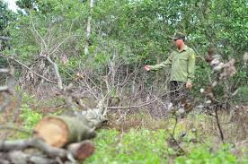 Đồng Nai: Điều tra vụ 242 cây rừng bị đầu độc