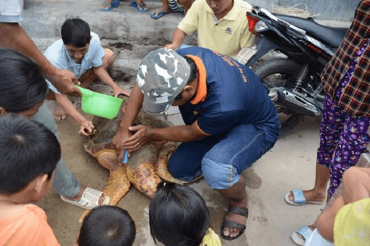 Bình Thuận: Giải cứu thành công một cá thể rùa biển