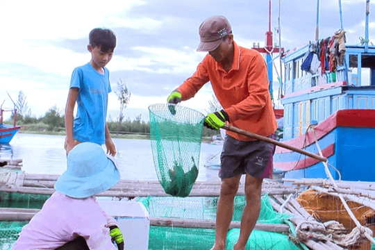 Phú Yên: Cá chết hàng loạt trên đầm Ô Loan
