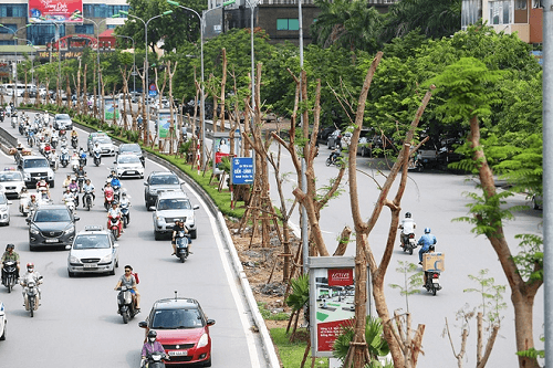 Hà Nội: Trong 7 tháng đầu năm trồng mới 138.600 cây xanh phủ bóng