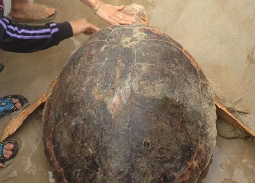 Quảng Trị: Cứu hộ thành công cá thể rùa biển bị “sa lưới” ngư dân