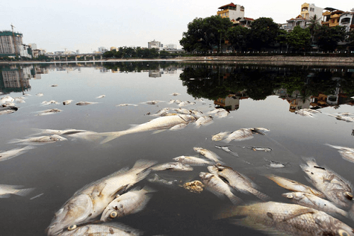 Cá chết hàng loạt, nổi “lềnh bềnh” trên mặt hồ Hoàng Cầu