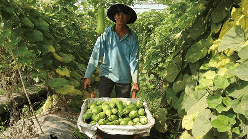 Tây Ninh: Đầu tư sản xuất nông nghiệp chất lượng cao tạo tiền đề phát triển bền vững