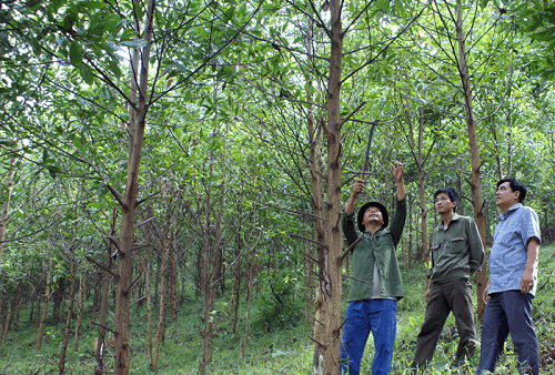 Tuyên Quang: Triển khai xác định ranh giới điều chỉnh quy hoạch phân loại rừng