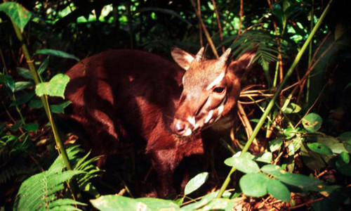Thừa Thiên – Huế: Nỗ lực bảo tồn loài “Kỳ lân” quý hiếm trước nguy cơ tuyệt chủng