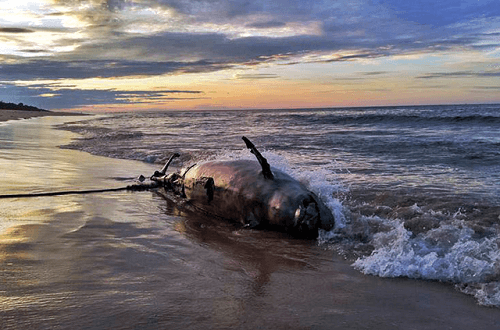 Thừa Thiên – Huế: Cá heo dạt vào bờ biển Quảng Công