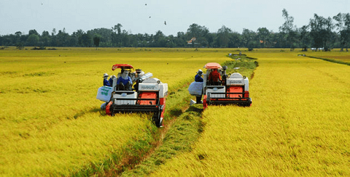 Vĩnh Long: 87% diện tích lúa Hè Thu đã được thu hoạch