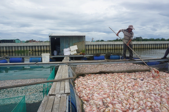 TP. Đà Nẵng: Khẩn trương rà soát, quy hoạch vùng nuôi cá tại đoạn sông bị ô nhiễm