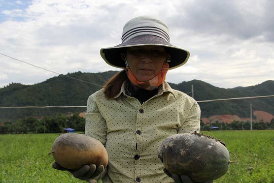 Đà Nẵng: Dân mất trắng hơn 18 ha dưa hấu vì mưa kéo dài