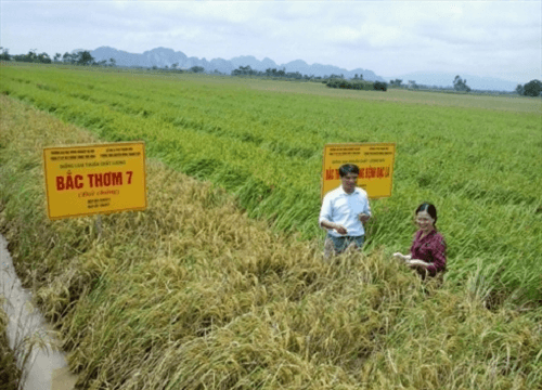 Hưng Yên: Công bố hợp quy 8 giống lúa cấp siêu nguyên chủng và nguyên chủng