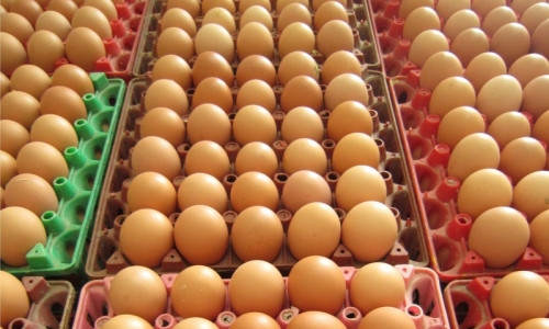 Tây Ban Nha phát hiện “trứng bẩn” nhiễm thuốc trừ sâu