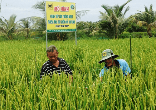 Cà Mau: Phát triển sản xuất lúa thông minh thích ứng với biến đổi khí hậu