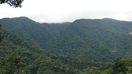 Quảng Bình: Nâng độ che phủ rừng lên 70% trong năm 2018