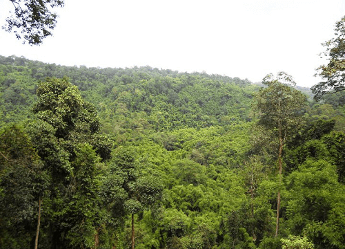 Đưa vào hoạt động hệ thống theo dõi diễn biến rừng và đất nông nghiệp tại 20 tỉnh