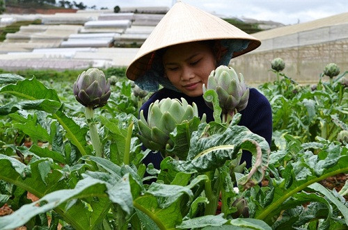 Lâm Đồng: Công nhận làng hoa Thái Phiên là vùng nông nghiệp công nghệ cao