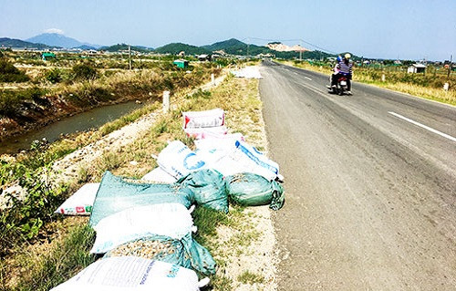 Khánh Hòa: Nguy cơ lây lan dịch bệnh do vứt bỏ thủy sản chết ra môi trường