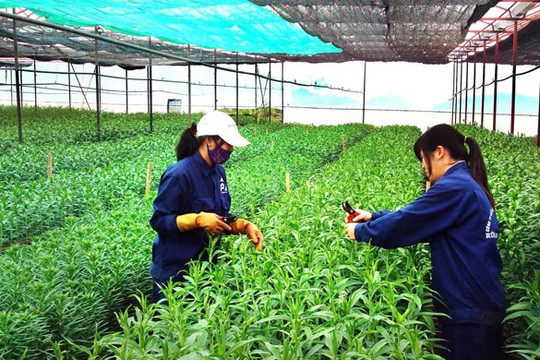 TP. Đà Nẵng: Phát triển các mô hình sản xuất nông nghiệp có hiệu quả