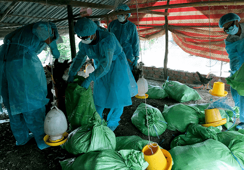 Bạc Liêu xuất hiện một ổ dịch cúm gia cầm H5N1