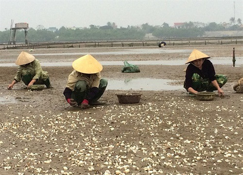 Thanh Hóa: Hỗ trợ hơn 8.6 tỷ đồng cho người dân vụ ngao chết hàng loạt tại huyện Hậu Lộc