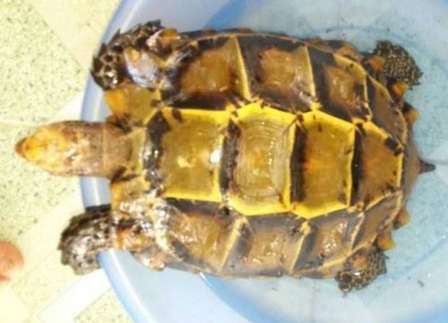 Thả rùa vàng được trả giá 1 tỷ đồng về tự nhiên
