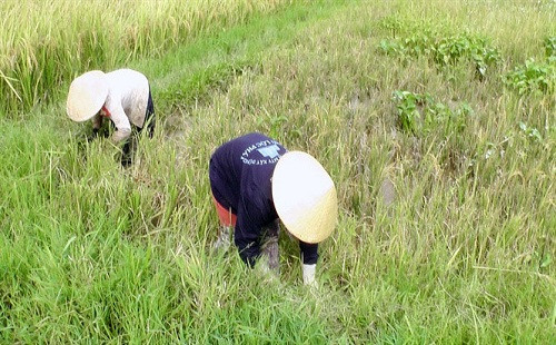 Nam Định tích cực phòng trừ sâu bệnh hại lúa