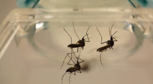 Brazil thả hàng triệu con muỗi mang vi khuẩn ngừa sốt xuất huyết ra môi trường