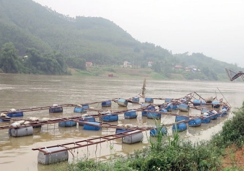 Phú Thọ: Nước sông Lô dâng cao nhiều lồng cá bị cuốn trôi