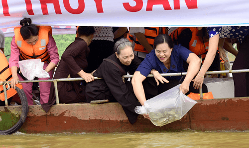 Tuyên Quang: Thả 1,2 tấn cá giống tái tạo nguồn lợi thủy sản trên sông Lô