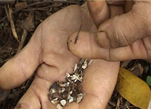 Đắk Nông: Phân vi sinh lẫn mảnh thủy tinh khiến nông dân lo lắng