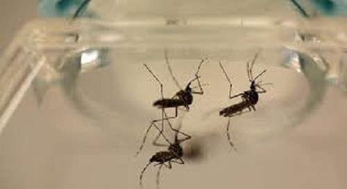 Mở rộng ứng dụng muỗi Wolbachia để phòng sốt xuất huyết khu vực phía nam