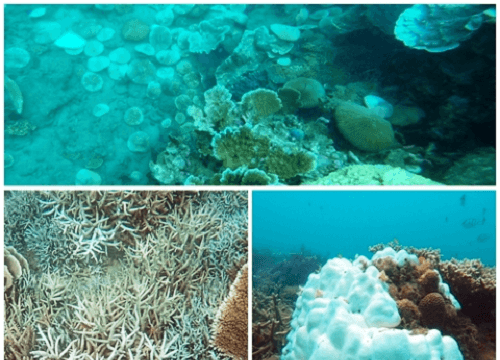 Phục hồi các rạn san hô cứng tại Khu Ramsar Côn Đảo