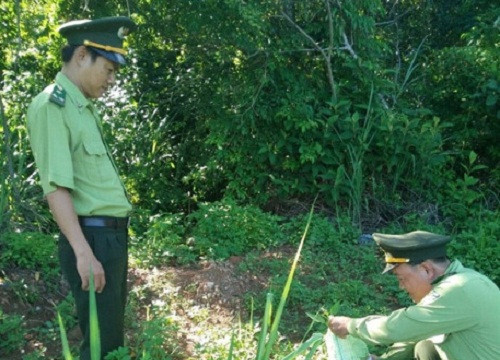 Đà Nẵng: Tái thả 3 cá thể rắn ráo về rừng