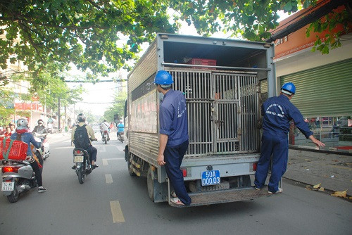 Đội bắt chó thả rông TP.Hồ Chí Minh gây nhiều tranh cãi
