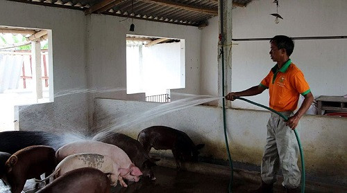 Gà, lợn giun quế: Hàng hiếm một thời tràn ra thị trường với giá rẻ