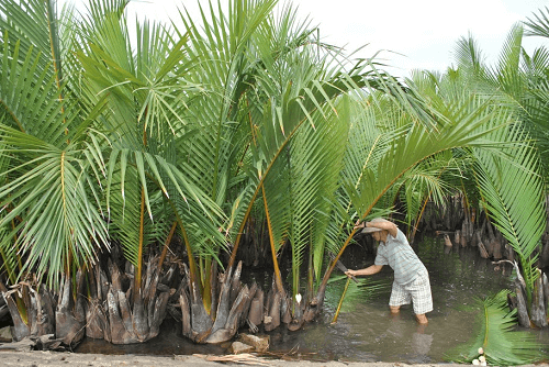 Quảng Nam: Triển khai Dự án trồng và phục hồi dừa nước
