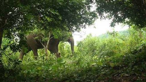 Sơn La: Lên phương án di dời cá thể voi hoang dã tại Sông Mã