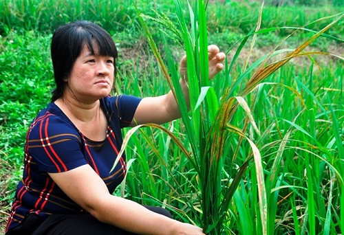 Lào Cai: Nhiều diện tích lúa bị cháy, người dân lại nghi do ô nhiễm
