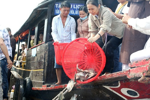 Bến Tre: Tổ chức phóng sinh hơn 2,3 tấn cá trên sông Hàm Luông