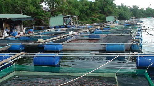 Tìm nguyên nhân cá nuôi lồng bè chết ở Bình Thuận