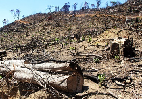 Bình Định: Bắt 2 nghi phạm phá rừng tự nhiên